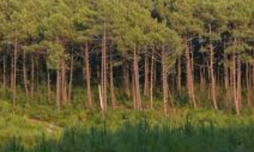 SOUSTONS -  FORET EN DANGER