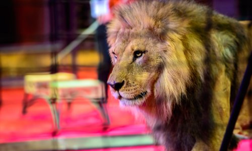 Non aux cirques avec des animaux à Crémieu