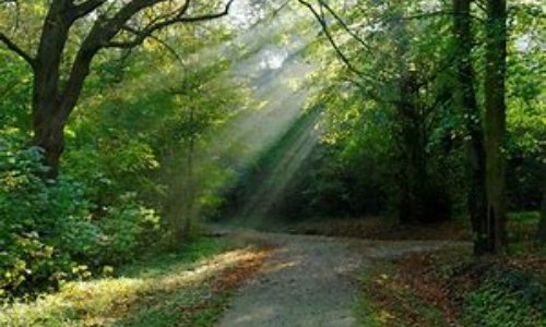 Espace naturel détruit, biodiversité en danger !! Agissons maintenant