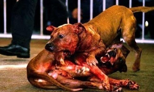 SOUMIS A L’EUTHANASIE PARCE QU’IL REFUSAIT DE SE BATTRE : JUSTICE POUR DJANGO