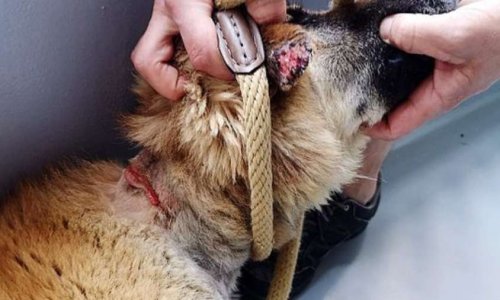 Abandonnés et attachés en plein soleil : Contre la restitution de ses chiens à Mlle Barzotti