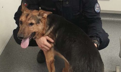 Défiguré puis enfermé dans une cage : JUSTICE pour Alex !