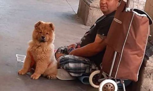 Une brigade animale contre le trafic de chiots !