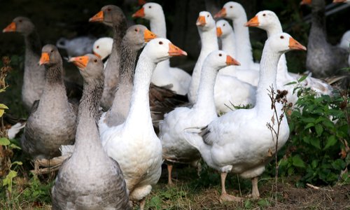 Contre le gavage des oies et canards !