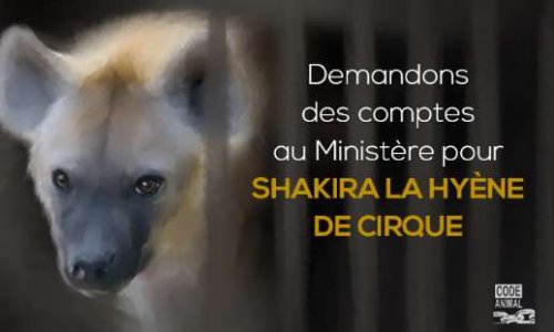 Pour Shakira la Hyène de Cirque : Demandons des Comptes au Ministère de l'Ecologie !