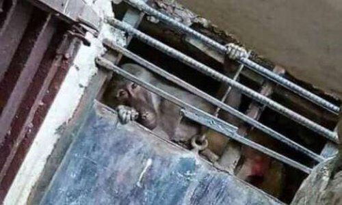 METTRE FIN AUX CONDITIONS DE VIE INTOLÉRABLES DES ANIMAUX DU ZOO DU BELVEDERE A TUNIS