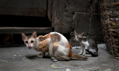 Campagne de stérilisation au Center Parc de Hattigny (57)