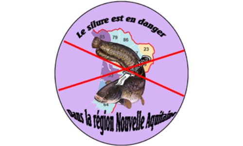 Non à l'éradication du silure dans la Région Nouvelle-Aquitaine, non au carnage !