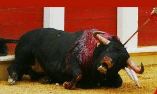 Pour l'abolition définitive de la corrida en France