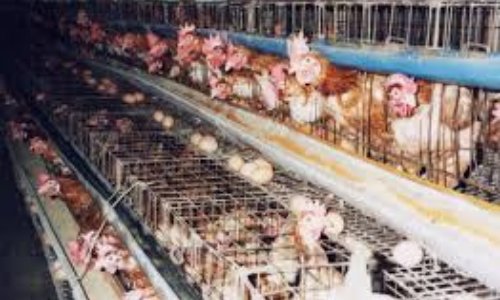 Améliorons le traitement des animaux d'élevages dans les fermes du Québec