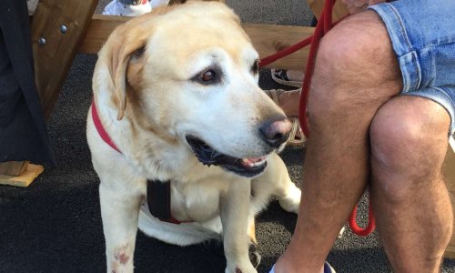 Justice pour notre chien abattu froidement !