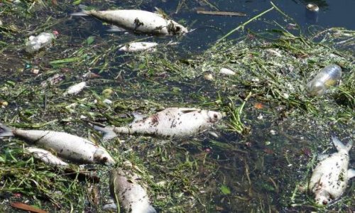 Pour une mise en conformité de la plus grande station d'épuration d'Europe cause de désastres écologiques répétés sur la faune et la flore d' l'Ile-de-France depuis l'incendie du 3 juillet 2019.