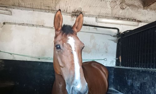 Pour la fermeture des boucheries chevalines