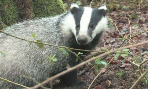 A Valaire, dans le Loir-et-Cher, la chasse aux blaireaux ne doit pas reprendre !