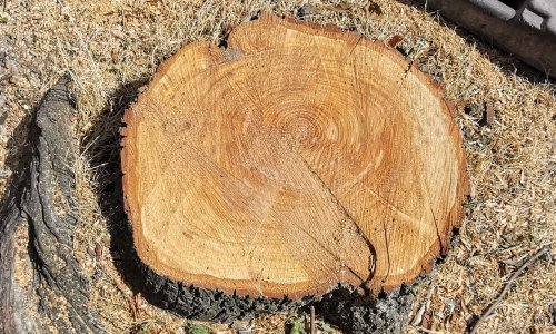 STOP AUX ABATTAGES, SAUVONS NOS ARBRES !