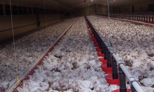 Refusons l’élevage intensif dans les Monts du Lyonnais