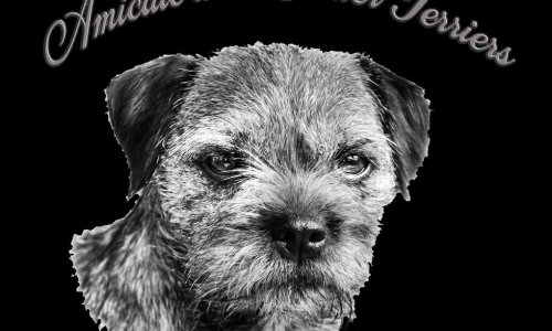 Réglementation de la reproduction des chiennes