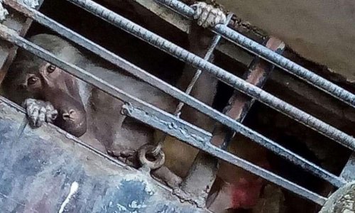 FERMONS DEFINITIVEMENT LE ZOO DU BELVEDERE, CE MOUROIR POUR ANIMAUX !