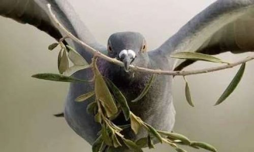 NON au massacre des Pigeons à Bordes-sur-Arize (09)