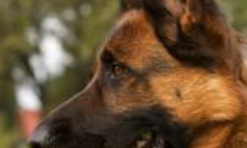 Contrôlons les détenteurs d'animaux !