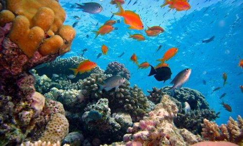 6 mois pour offrir une chance aux poissons avec des aires maritimes intégralement protégées