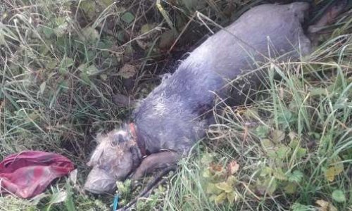 Justice pour le yorkshire de 13 ans ,  retrouvé museau scotché et noyé à Vitry-le -François le 24 octobre 2019