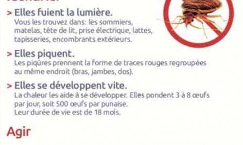 Un plan d'urgence contre les punaises de lit