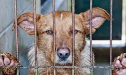 POUR LA GRATUITÉ DE LA STÉRILISATION DES ANIMAUX DE COMPAGNIE ET DES CHIENS ET CHATS ERRANTS