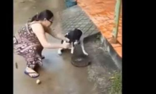 Sanction envers la personne ayant coupé la patte de son chien à la hache