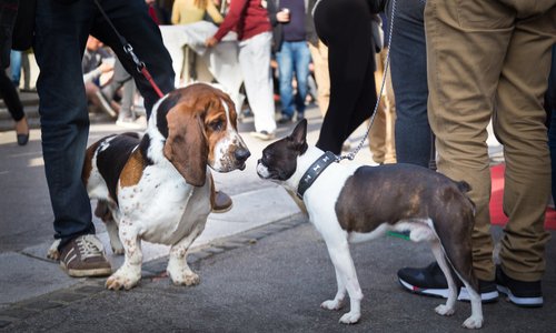 Pour le contrôle systématique en cas de souhait de  détenir  animaux