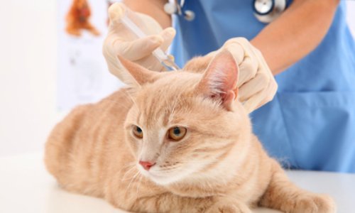 Diviser par 3 le coût vétérinaire des animaux de compagnie