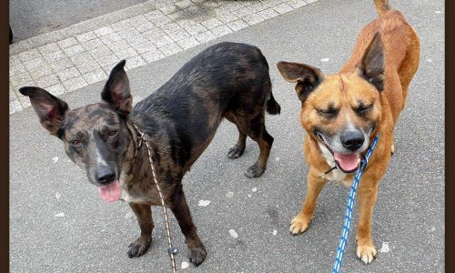 Voici les 2 chiens tueurs de chats sur Nantes.