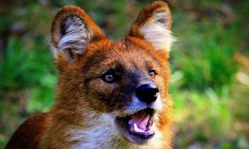 Acte I de la voix du Dhole : Sensibilisation et Protection