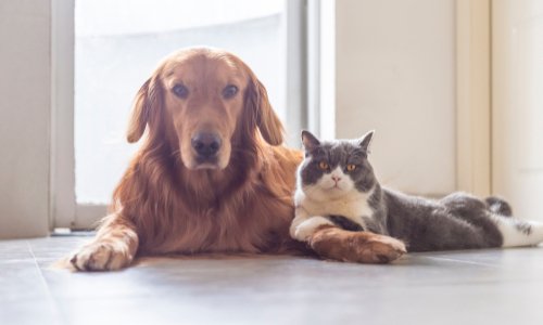 SANCTIONS PLUS SÉVÈRES CONTRE CEUX QUI MALTRAITENT LES ANIMAUX