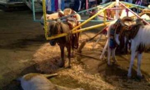 Etes-vous d'accord pour les manèges à chevaux vivants ?