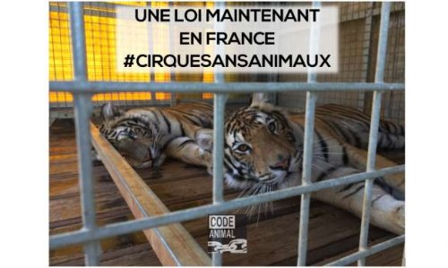 Députés la République en Marche : nous voulons des cirques sans animaux !