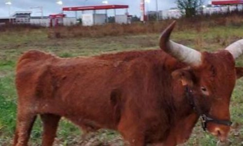 Pétition contre les cirques avec animaux sur Grandvilliers