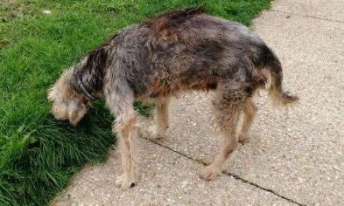 Aidez nous à sauver Alka