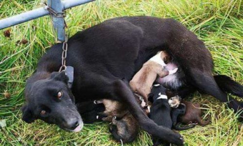Les photos de la honte : un chien allaitant ses six chiots retrouvé enchaîné à une barrière, abandonné dans le froid, sans eau ni nourriture