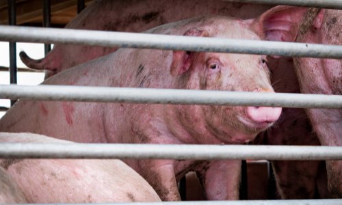 Pour l’abandon du projet de porcherie industrielle 