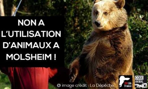 NON à la présentation d’ours, loups et rapaces par Jean-Philippe Roman à l'événement 