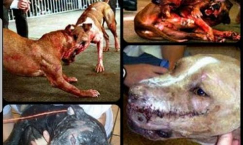 Pétition contre les combats de chiens