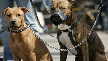 Non à l'extinction des chiens de première et seconde catégories, oui à la muselière pour tous les chiens !