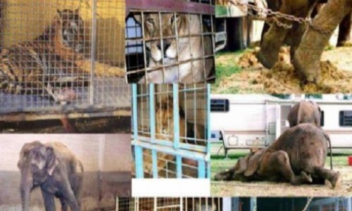 Plus d'animaux chez Medrano !!!