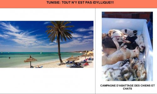 ARRÊTEZ LE MASSACRE DES CHIENS DES RUES EN TUNISIE !