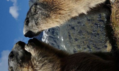 Oui à l'emoji marmotte !