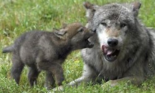 Sauvons le loup gris aperçu en Charente Maritime