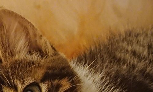 Petition pour dire stop à la maltraitance des aminaux chiens et chats et  autres