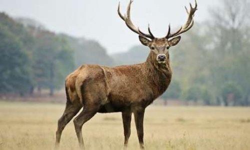 INTERDIRE LA PRATIQUE DE LA CHASSE SOUS TOUTES SES FORMES