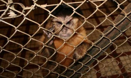 STOP à l’expérimentation animale à l’Université de Strasbourg et arrêt du commerce de singes